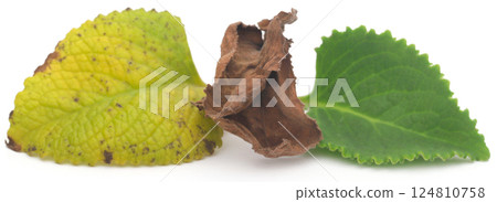 Oregano leaves 124810758