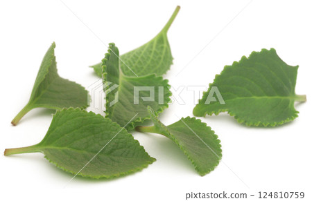 Oregano leaves Oregano leaves 124810759