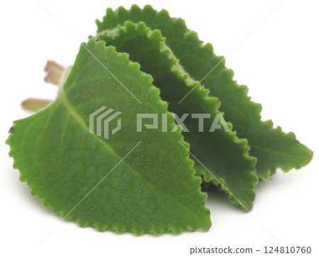 Oregano leaves 124810760
