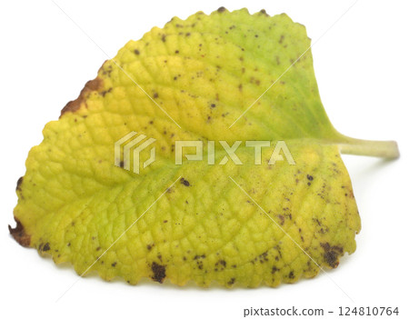 Oregano leaves 124810764