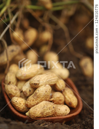 Freshly harvested peanut Freshly harvested peanut 124810776