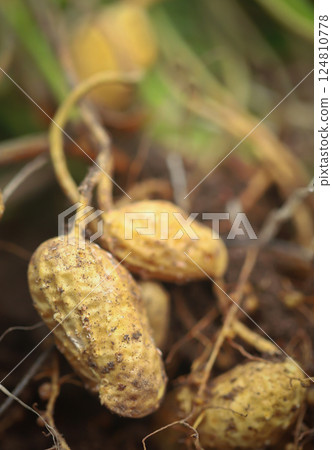Freshly harvested peanut 124810778