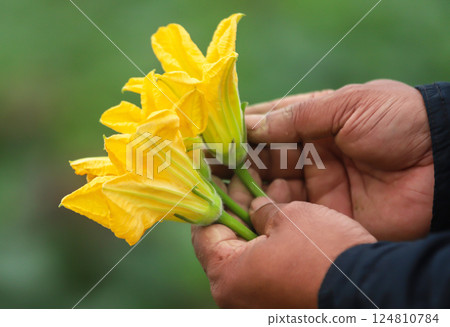 Edible pumpkin flower 124810784