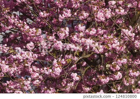 Pink cherry blossoms on tree branches, wallpaper, Germany Pink cherry blossoms on tree branches, wallpaper, Germany 124810800