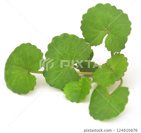 Ayurvedic thankuni or gtu kola 124810876