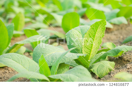 Tobacco field 124810877
