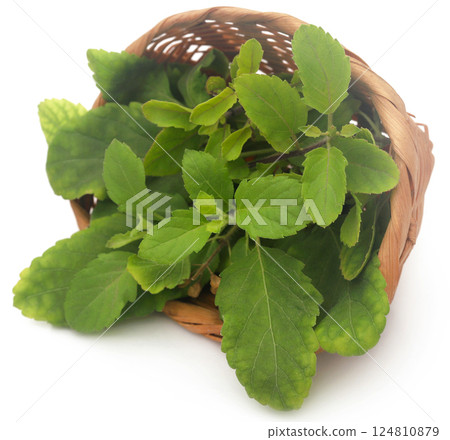 Medicinal tulsi leaves Medicinal tulsi leaves 124810879