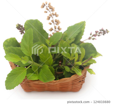 Medicinal tulsi leaves Medicinal tulsi leaves 124810880