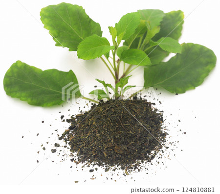 Dried and fresh medicinal tulsi leaves 124810881