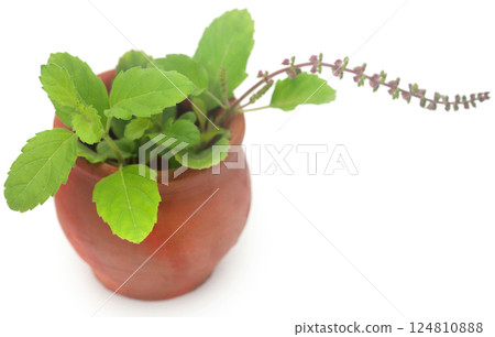 Medicinal tulsi leaves Medicinal tulsi leaves 124810888