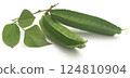Winged bean 124810904
