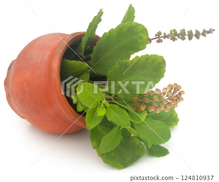 Medicinal tulsi leaves 124810937