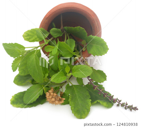 Medicinal tulsi leaves 124810938