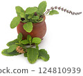 Medicinal tulsi leaves 124810939