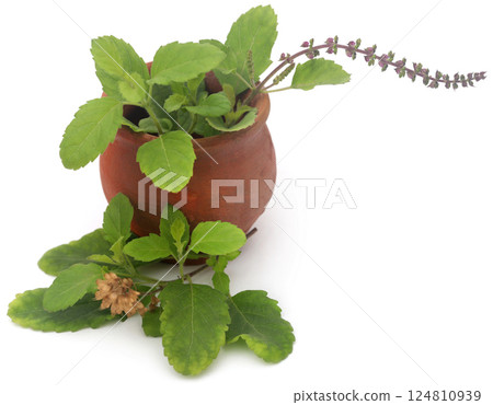 Medicinal tulsi leaves 124810939