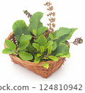 Medicinal tulsi leaves 124810942