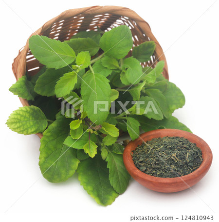 Medicinal tulsi leaves 124810943
