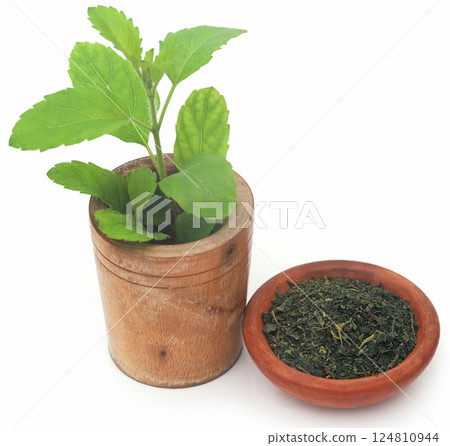 Medicinal tulsi leaves Medicinal tulsi leaves 124810944
