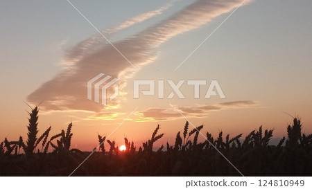 Golden wheat field at sunset with a beautiful sky and clouds in the background 124810949