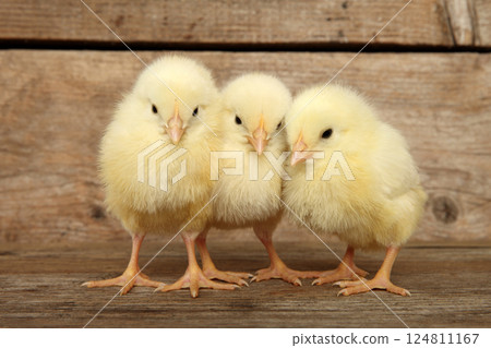 Three adorable chicks on wooden surface for easter Three adorable chicks on wooden surface for easter 124811167