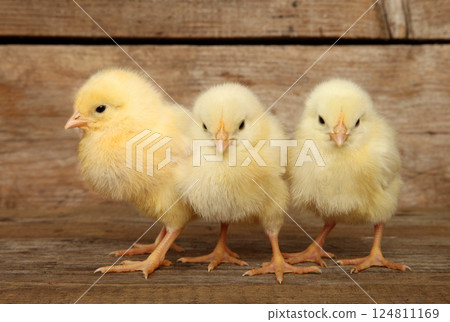 Three fluffy chicks on a wooden backdrop Three fluffy chicks on a wooden backdrop 124811169