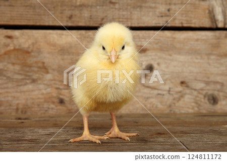 Yellow chick on a wooden background Yellow chick on a wooden background 124811172