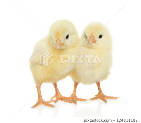 Two Chicks on White Background for Easter Theme 124811182