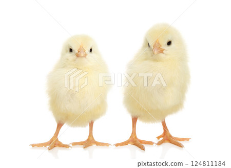 Two Fluffy Chicks in Easter Spring Scene 124811184