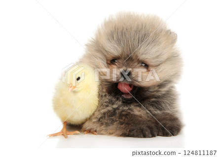 Fluffy Pomeranian Puppy and Tiny Chick Together 124811187