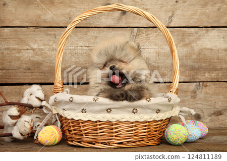 Adorable Pomeranian puppy in Easter basket with eggs Adorable Pomeranian puppy in Easter basket with eggs 124811189