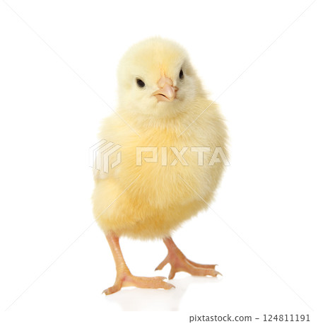 Fluffy chick on easter holiday scene 124811191