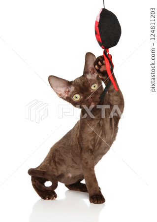 Playful Devon Rex Cat Playing With Toy on White Background Playful Devon Rex Cat Playing With Toy on White Background 124811203