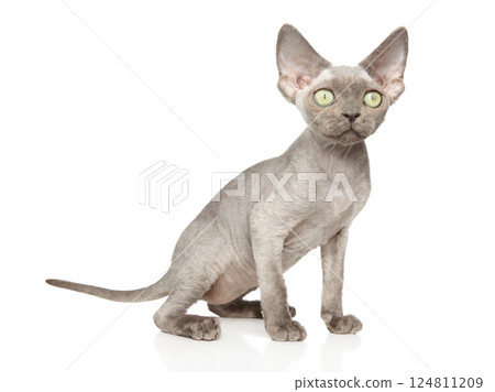 Gray Sphynx Kitten Sitting on White Background Gray Sphynx Kitten Sitting on White Background 124811209