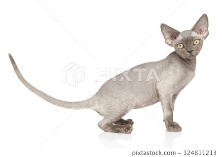 Hairless Sphynx Cat Sitting on Plain Surface Hairless Sphynx Cat Sitting on Plain Surface 124811213