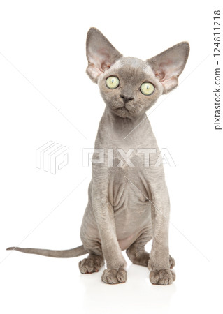 Sphynx Cat on White Background Sphynx Cat on White Background 124811218