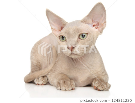 Relaxed Sphynx Kitten Resting on White Background 124811220