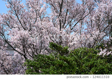 Cherry Blossoms Higanzakura Cherry Blossoms Higanzakura 124811310