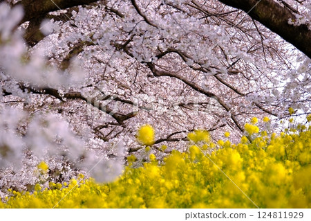 Cherry blossoms (Somei Yoshino) in a rapeseed field 124811929