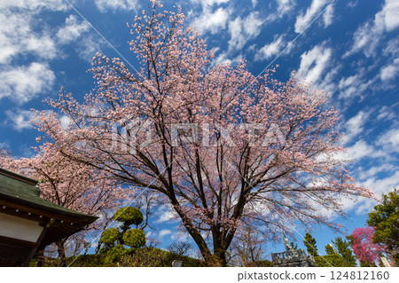 Angyohara, Kawaguchi City, Saitama Prefecture, Kaijusan Manpukuji Temple Mikkō-in, Angyo Sakura next to the Fudo Hall 124812160