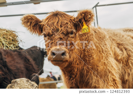 Galloway cattle breed for meat production 124812393