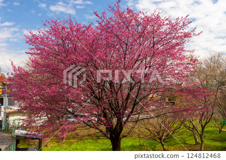 Kanhizakura (Taiwanese scarlet cherry blossom) near Mikkōin Temple, Kaijusan Manpukuji Temple, Angyohara, Kawaguchi City, Saitama Prefecture 124812468