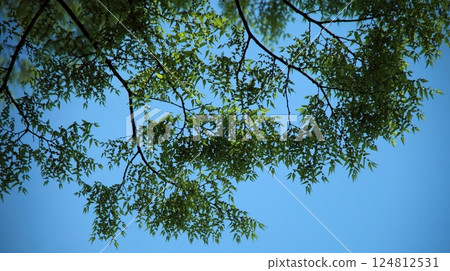 Fresh green branches spreading out against the blue sky Fresh green branches spreading out against the blue sky 124812531