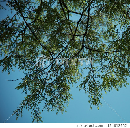 Fresh green branches spreading out against the blue sky Fresh green branches spreading out against the blue sky 124812532