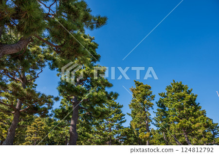 松樹、松林、海上公園 124812792
