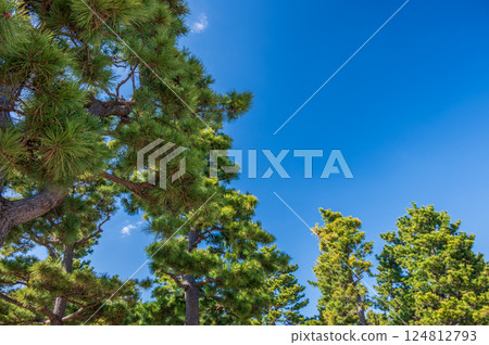 Pine trees, pine forest, sea park 124812793