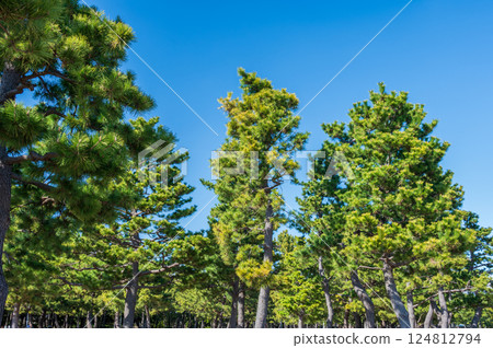 松樹、松林、海上公園 松樹、松林、海上公園 124812794