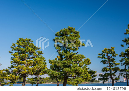 Pine trees, pine forest, sea park Pine trees, pine forest, sea park 124812796