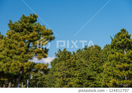 Pine trees, pine forest, sea park 124812797