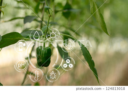 Bell pepper plant with virtual icons display essential farming factors Bell pepper plant with virtual icons display essential farming factors 124813018
