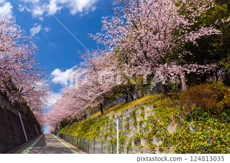 Angyohara, Kawaguchi City, Saitama Prefecture: Angyo cherry blossoms line the slope next to the parking lot of Kaijusan Manpukuji Temple's Mitsuzoin temple 124813035